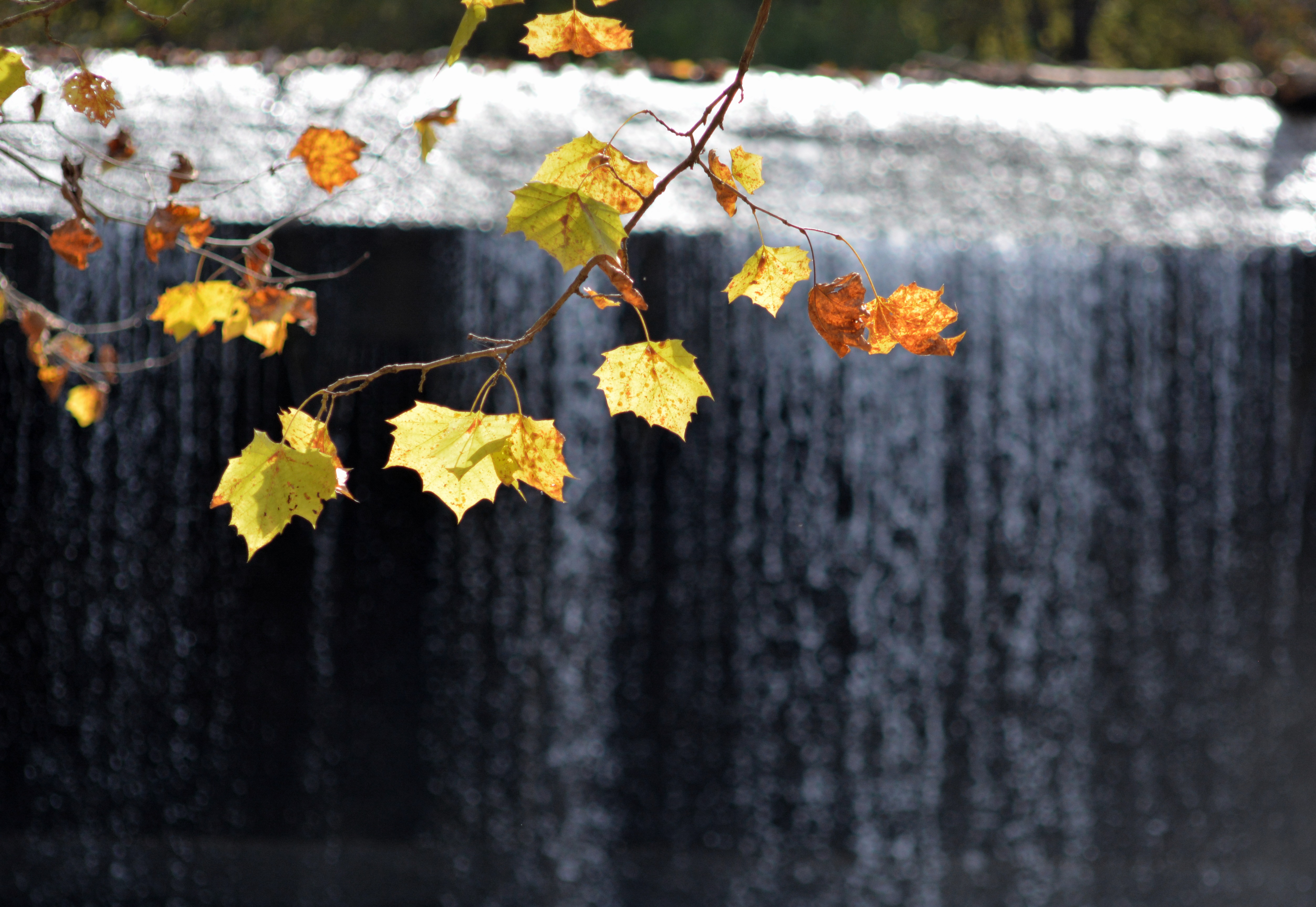 Fall | THREW Mikes EyEz
